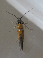 Chrysoesthia