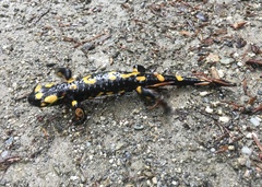 Salamandra salamandra