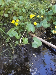 Caltha palustris