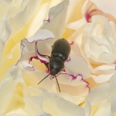 Hemicrepidius hirtus