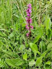 Orchis mascula