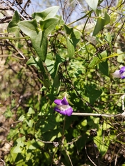 Maurandya antirrhiniflora