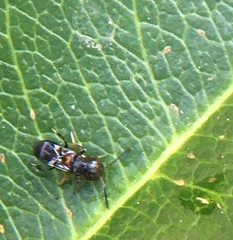 Encyrtus
