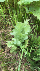 Papaver somniferum