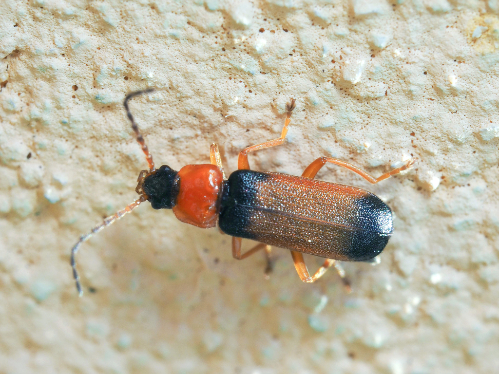 Cratosilis laeta