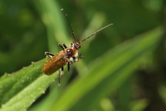 Cantharis figurata