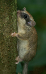 Dryomys nitedula