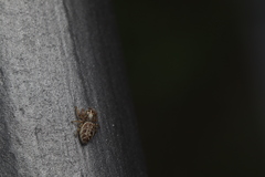 Macaroeris nidicolens