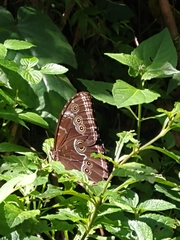 Morpho helenor peleides