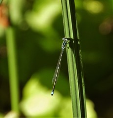 Enallagma exsulans