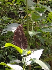 Morpho helenor peleides