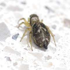 Heliophanus tribulosus