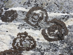 Xanthoparmelia pulla