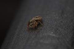 Macaroeris nidicolens