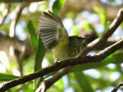 Acanthisitta chloris