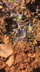 Eryngium dilatatum