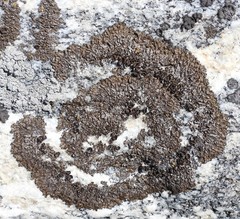 Xanthoparmelia pulla