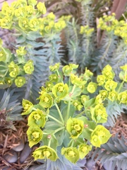 Myrsiniteae