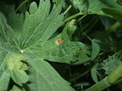 Uromyces geranii