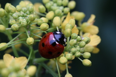 Coccinella septempunctata
