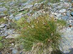 Carex lachenalii