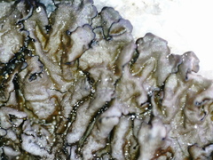 Xanthoparmelia pulla