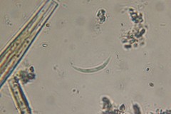 Monoraphidium arcuatum