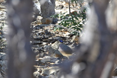 Coua ruficeps olivaceiceps