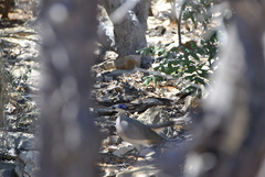 Coua ruficeps olivaceiceps