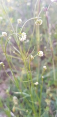 Asperula tinctoria