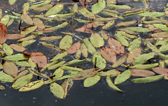 Potamogeton natans