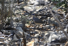 Coua ruficeps olivaceiceps