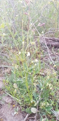 Asperula tinctoria