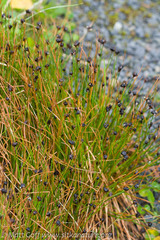 Juncus mertensianus