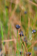 Juncus mertensianus