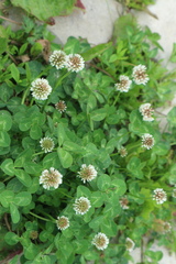 Trifolium repens
