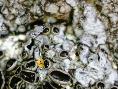 Xanthoparmelia pulla