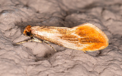 Tinea semifulvella