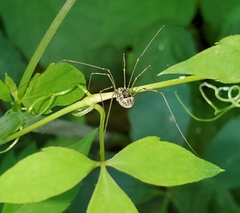 Leiobunum aldrichi