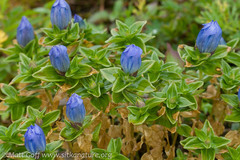 Gentiana platypetala