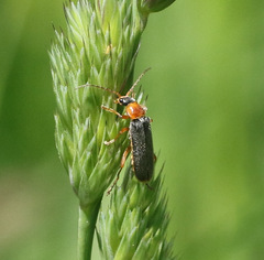 Cantharis lateralis