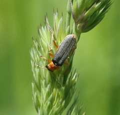 Cantharis lateralis