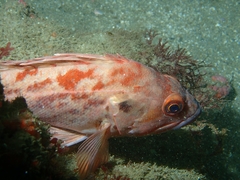 Sebastes auriculatus