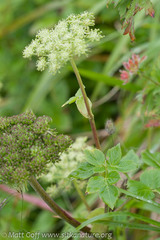 Angelica lucida