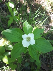 Cornus canadensis