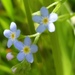 Myosotis laxa - Photo (c) hamman, algunos derechos reservados (CC BY-NC)