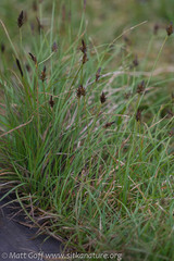 Carex nigricans