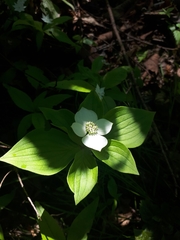 Cornus canadensis