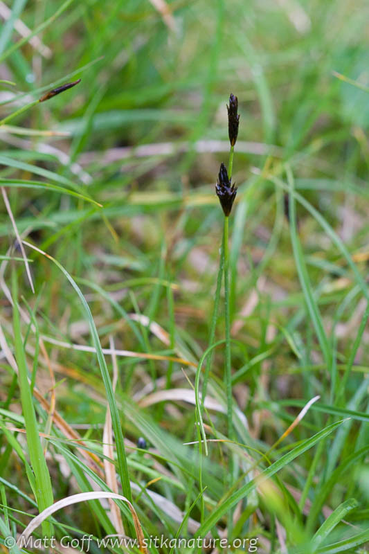 Carex subg. Euthyceras