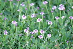 Phyla nodiflora
